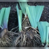 Perunike su izblijedjele: šta dalje s njima